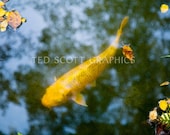 Carp (Japanese koi) Photography