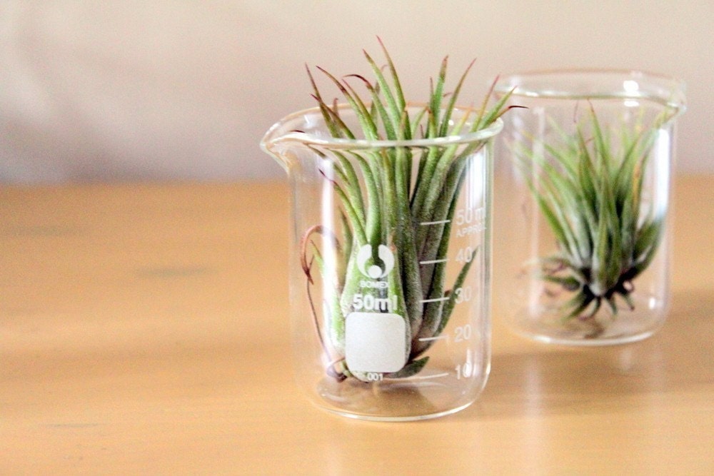 Scientific Air Plant