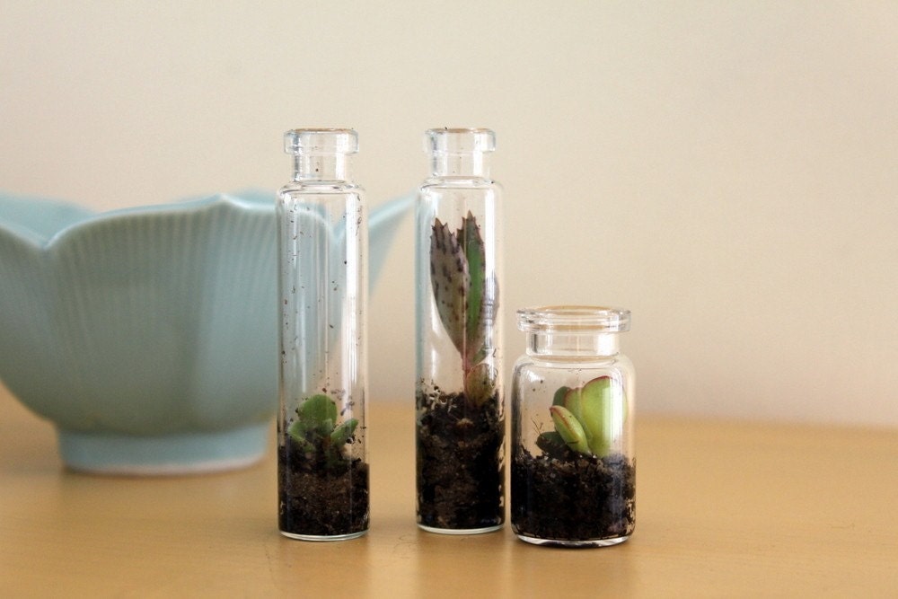 Party Pack Tiny Terrariums FREE SHIP 50 count
