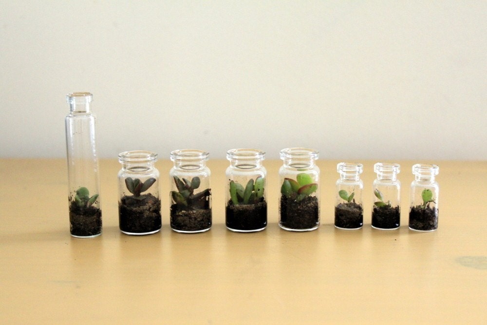 Three Itty Bitty Terrariums