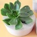 Indoor/Outdoor and Awesome Concrete Planter -Circle-