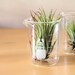 Scientific Air Plant
