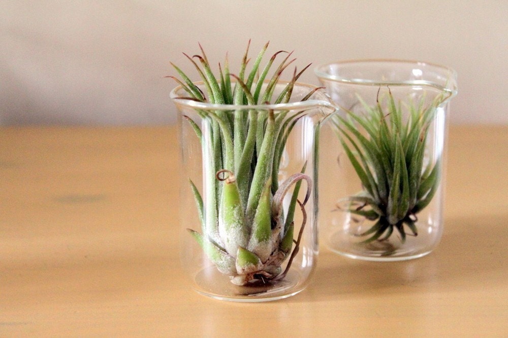 Scientific Air Plant