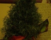 Rosemary - Free Shipping in the U.S. Now Organic