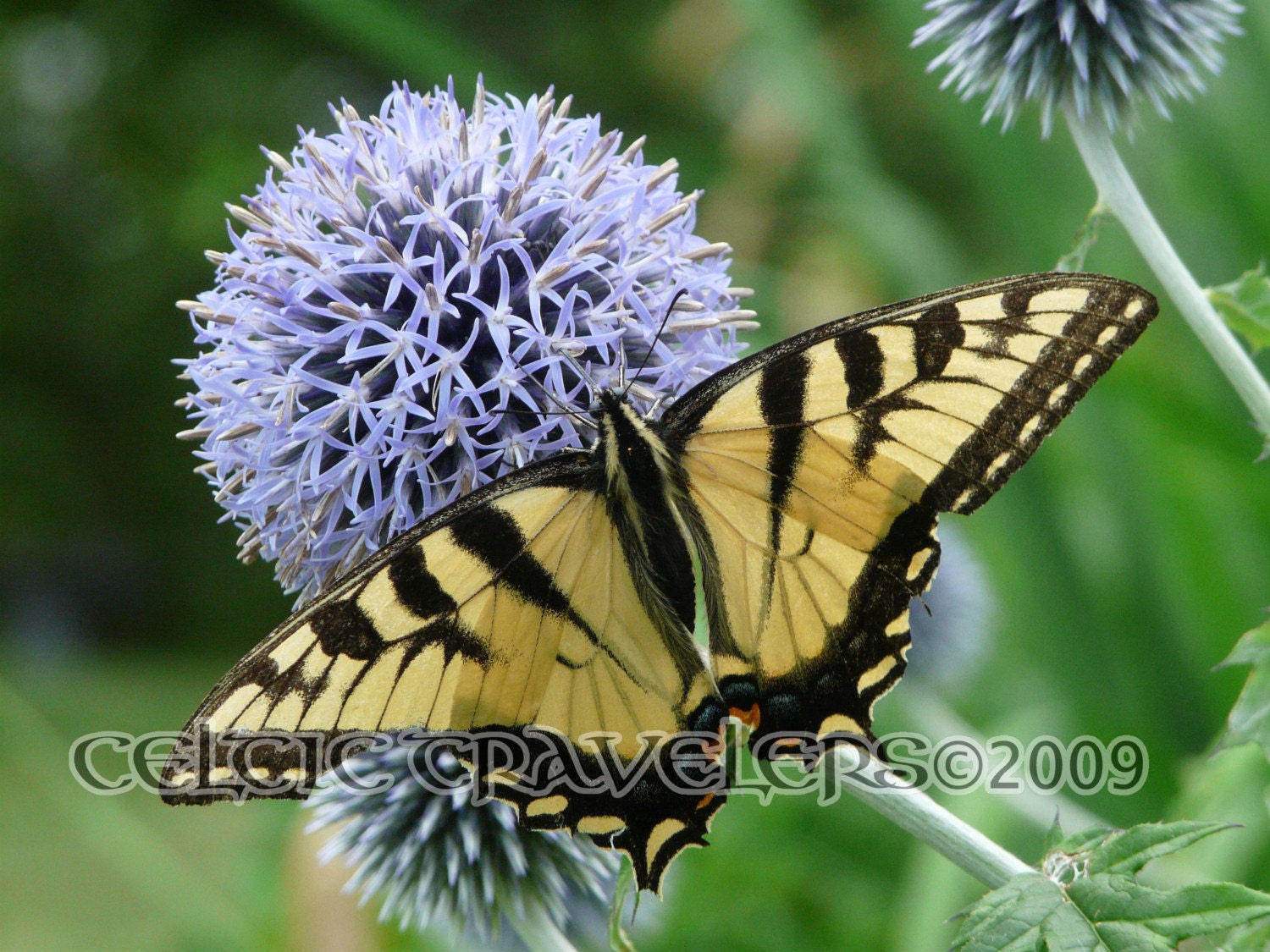 Swallowtail Butterfly on Globe Thistle 5 x7 Art Photograph Note Card with envelope - celtictravelers