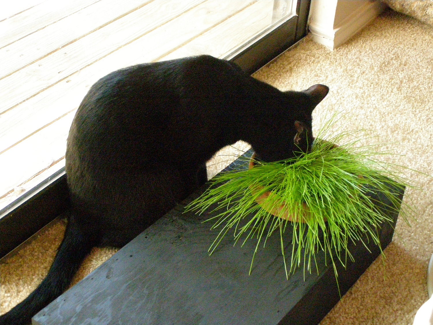 recycled cat Greens Cat Grass eco friendly