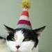 pet hat - party