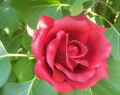 Rose Hair Clip