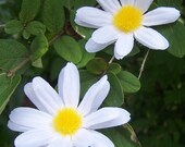 Daisy Magnet
