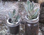 Mason Jar Lambs Ear Hanging Planter