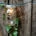 Mason Jar Strand with Light - Full Pint