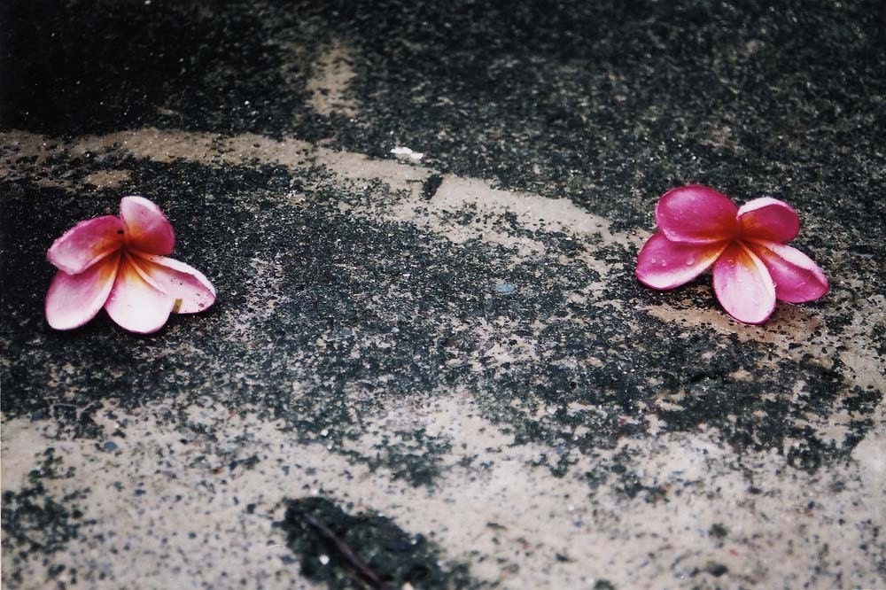 fallen flowers print