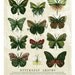 Butterfly Leaves, 11x14 Limited Edition Art Print