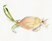 Onion, art print of my Origianl watercolor still life painting  of onion in natural shades, kitchen decor, cottage chic, limited edition