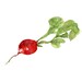 Radish, art print of original watercolor painting, red and green, Vegetables art,  Botanical painting, Kitchen art, minimalist, garden