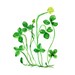 Clover plant art print of original watercolor painting  Kelly  green, Botanical,  lucky clover, Shamrock, luck of the Irish, St Patric's da