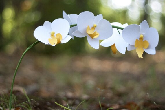 phalaenopsis (moth) orchid spray - large, cardstock - handmade paper flowers for gift, wedding, or home decor