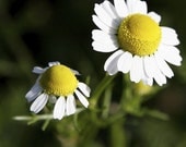 Organic German Chamomile Herb Seeds