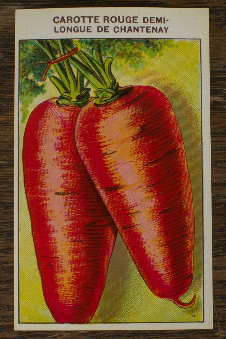 Organic Carrot Seeds - Chantenay Red Cored Carrot Seeds