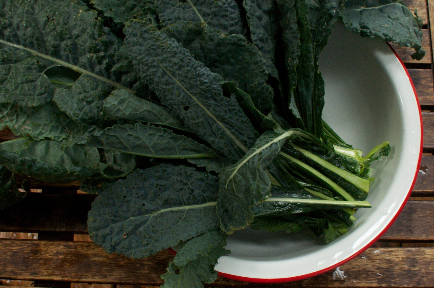 Organic Lacinato Dinosaur Kale Seeds - Perfect for Fall Gardens