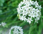 Organic Chive Seeds - Garlic Nira Chives