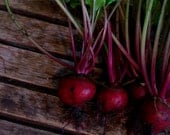 Organic Early Wonder Tall Top Beet Seeds
