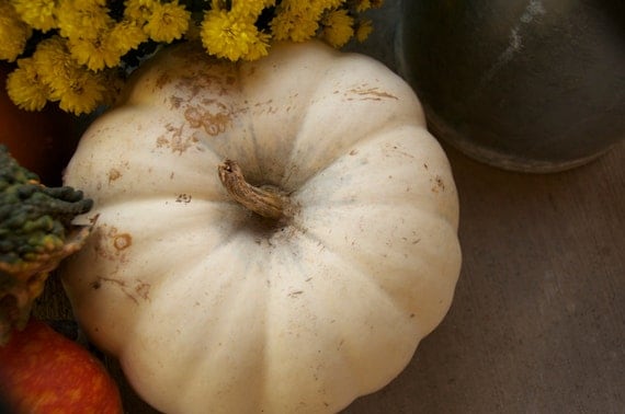 Organic White Pumpkin Seeds Casper White Halloween Pumpkins