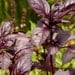 Red Basil - Organic Rosie Red Rubin Basil Seeds