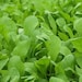 Organic Astro Arugula Roquette Seeds