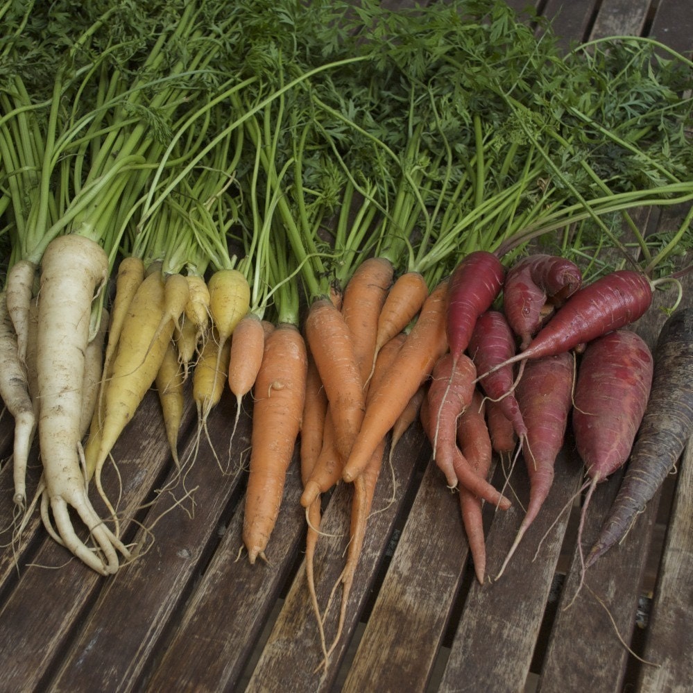 Rainbow Carrots - Colourful Carrot Mix Organic Seeds