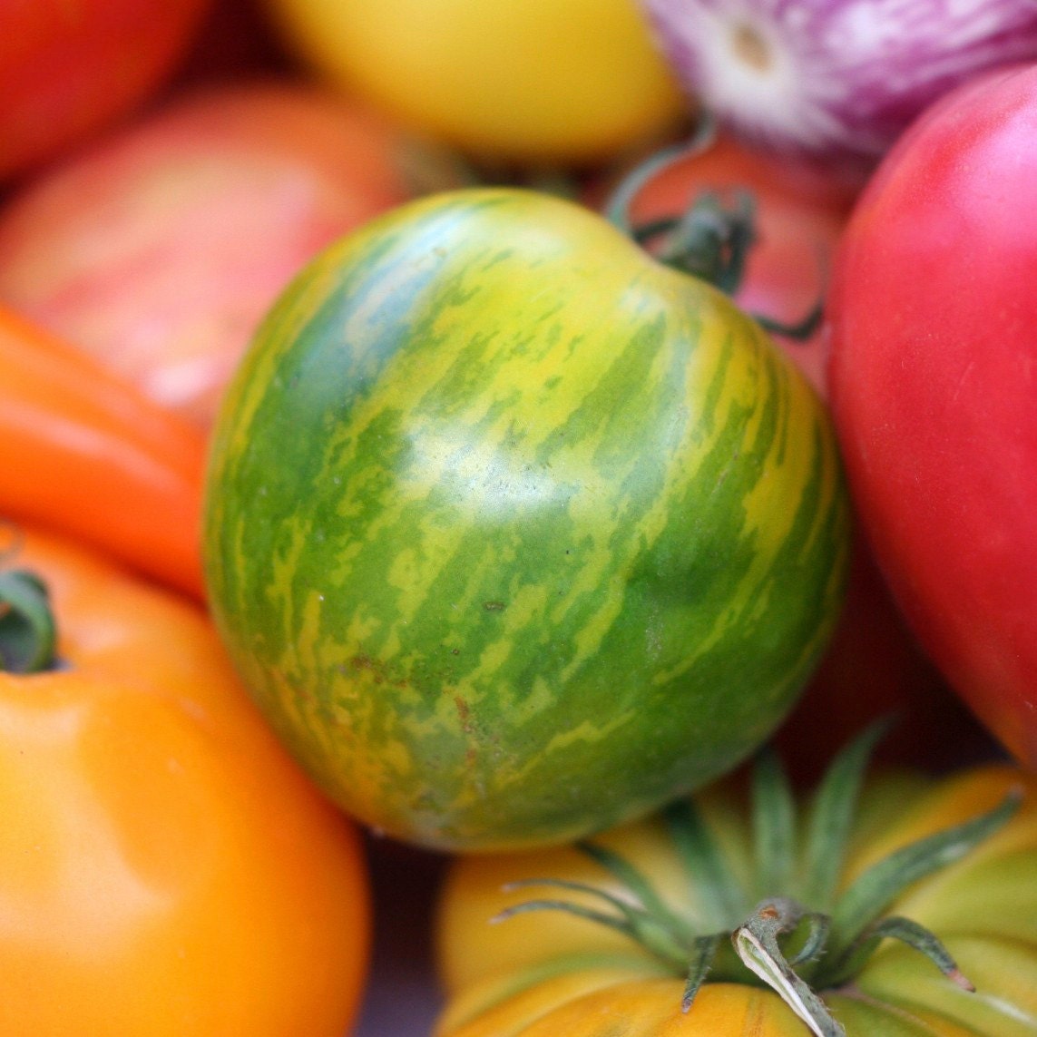 Organic Heirloom Tomato Seed Six Pack