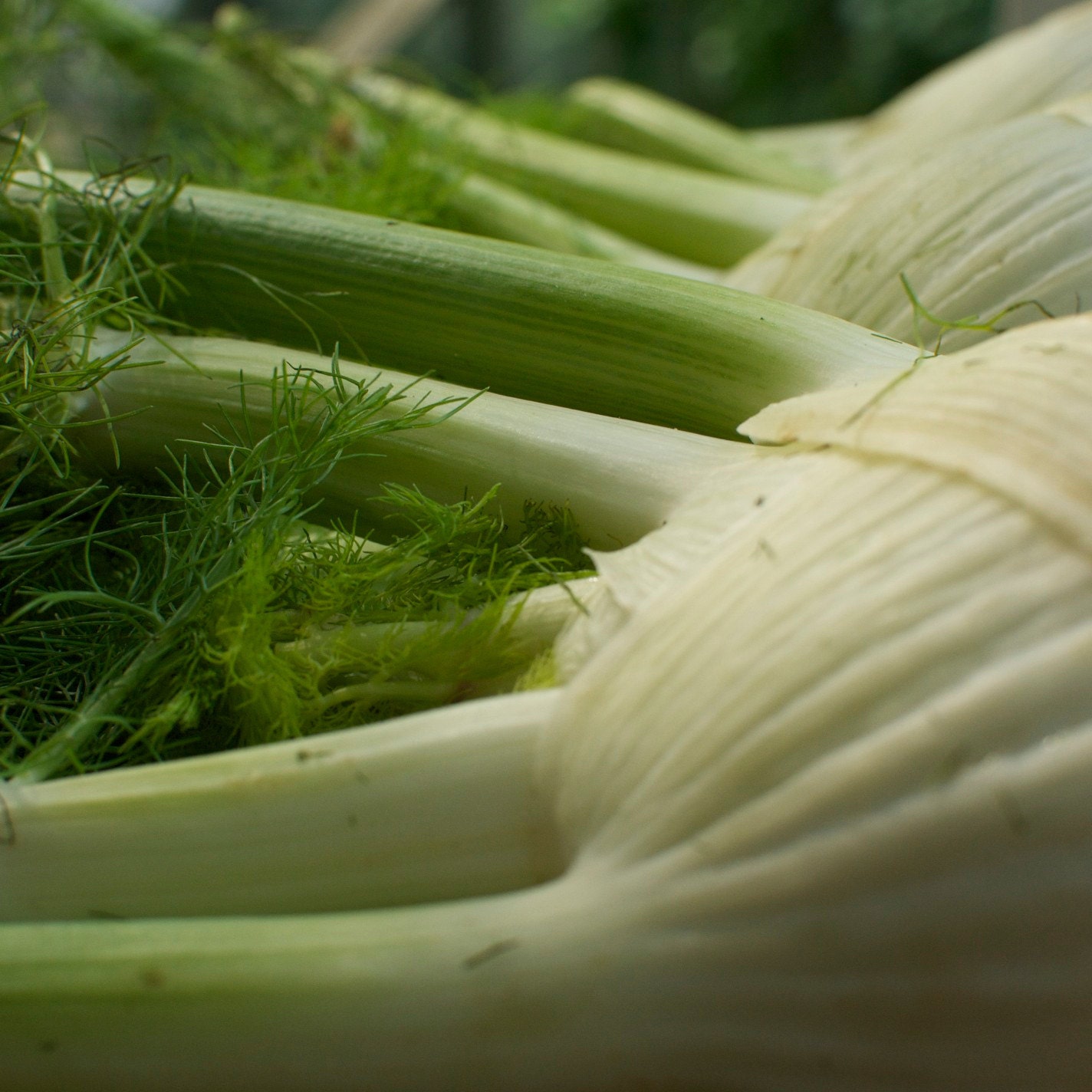 Organic Florence Fennel Seeds
