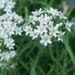 Organic Chive Seeds - Garlic Nira Chives