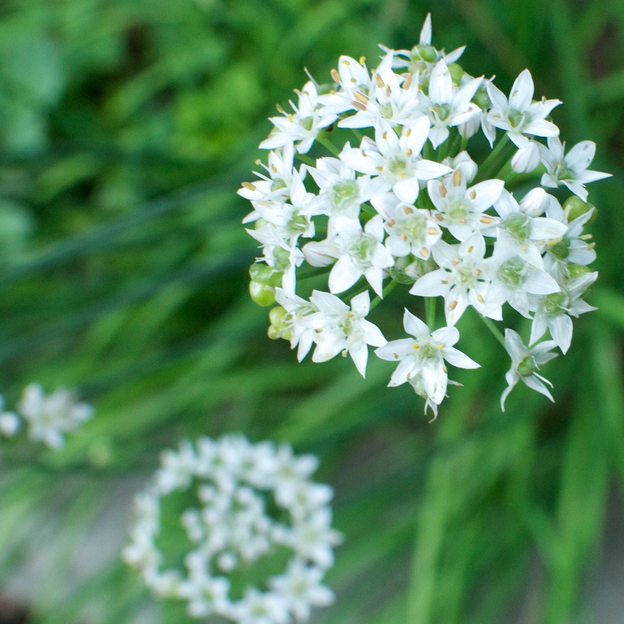 Organic Chive Seeds - Garlic Nira Chives