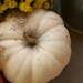 Organic White Pumpkin Seeds Casper White Halloween Pumpkins