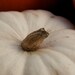 Organic White Pumpkin Seeds Casper White Halloween Pumpkins
