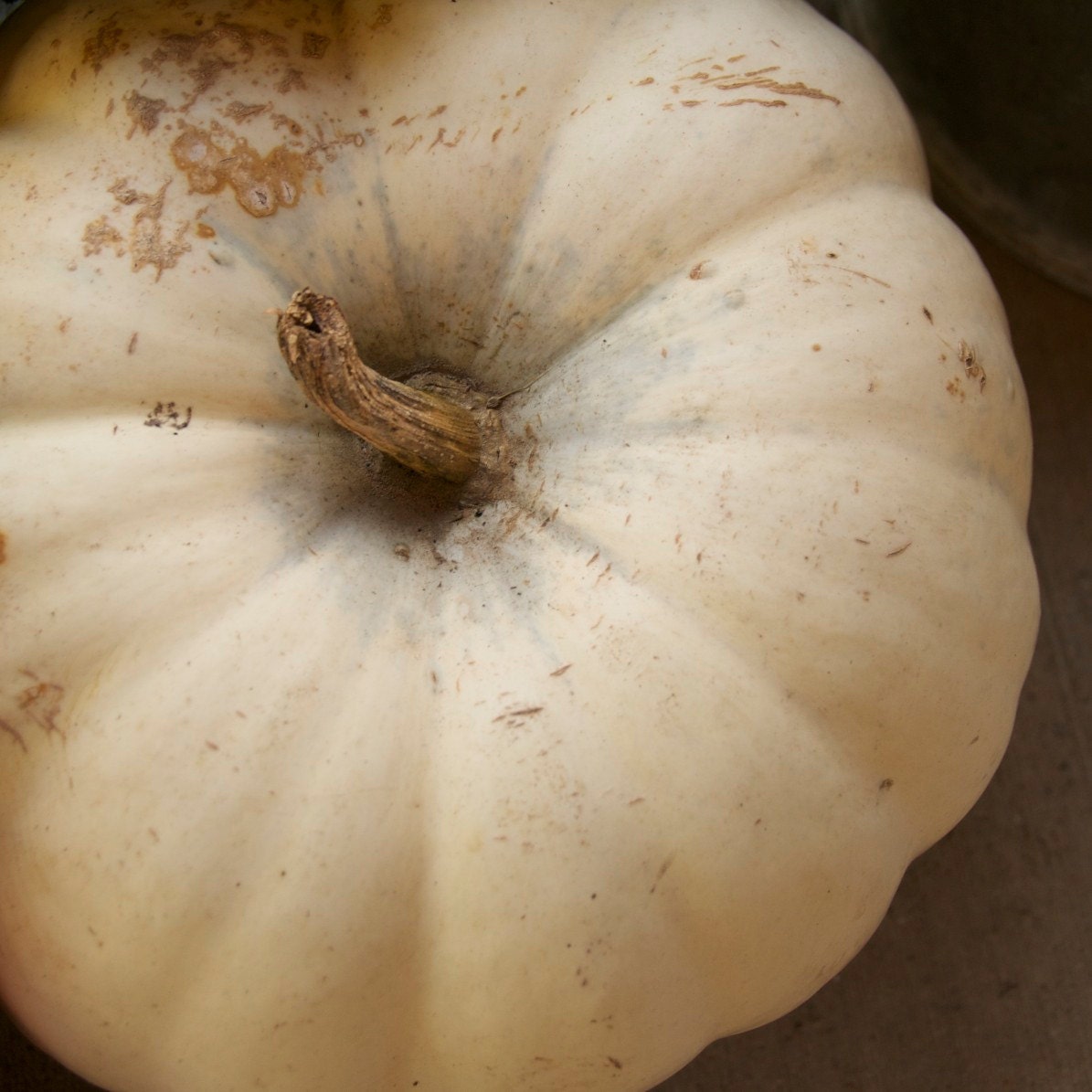 Organic White Pumpkin Seeds Casper White Halloween Pumpkins