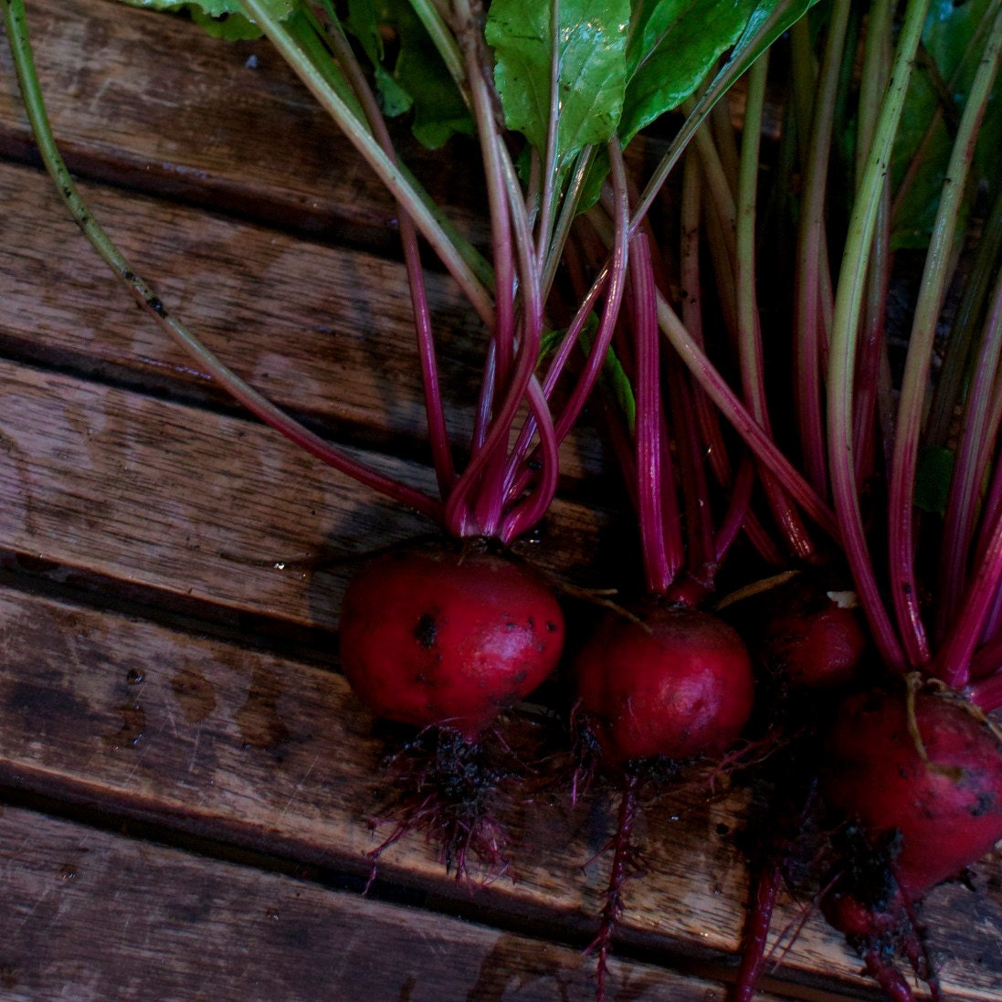 Organic Early Wonder Tall Top Beet Seeds