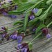 Sage Seeds for your Organic Herb Garden