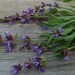 Sage Seeds for your Organic Herb Garden