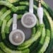 Earlaces (lime forest)
