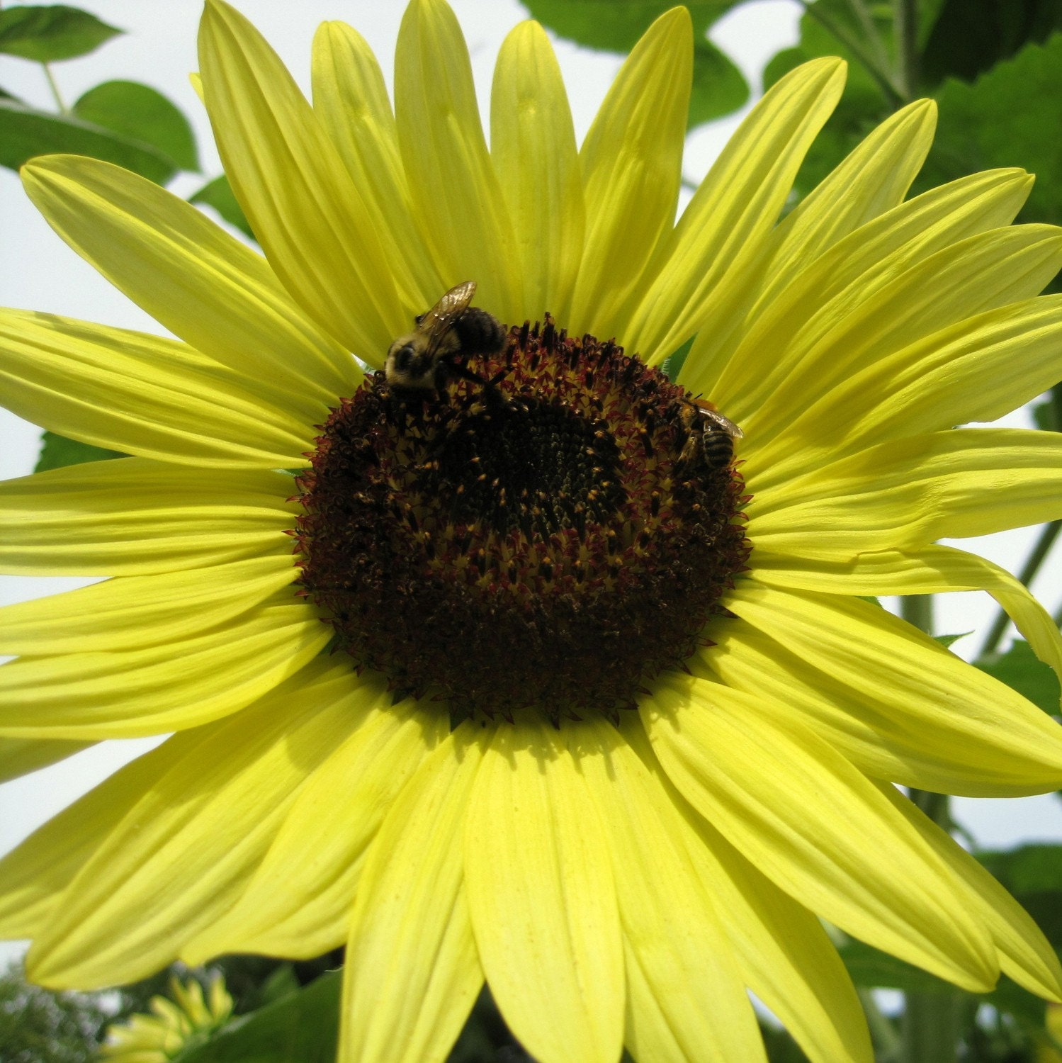 2012 Mega Sunflower Seeds, Native plant, Heirloom, perennial, Organic seeds