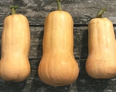 Heirloom Seeds, Organic Seeds, Waltham Butternut Squash seeds, from our farm in handmade seed packets, gardener gift