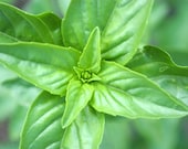 Heirloom Seeds, organic seeds, Sweet Basil seeds, herb seeds, from our farm in handmade seed packets