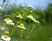 Organic Heirloom Seeds, German Chamomile, from our farm in handmade seed packets