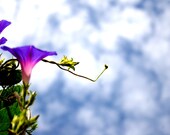 Organic Seeds, Flower Seeds, Morning Glory Seeds, heirloom seeds from our farm in handmade seed packets
