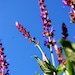 Organic Flower Seeds, Salvia Caradonna, heirloom seeds from our farm in handmade seed packets
