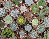12 Succulent Plants, A Nice Assortment, Great For Terrarium , Wedding Favors,  Baby Shower Or Other Special Event