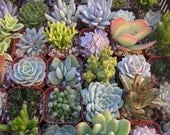 75 Succulent Plants, Great For Terrarium Projects, Wedding Favors, Centerpiece, Bouquets And More