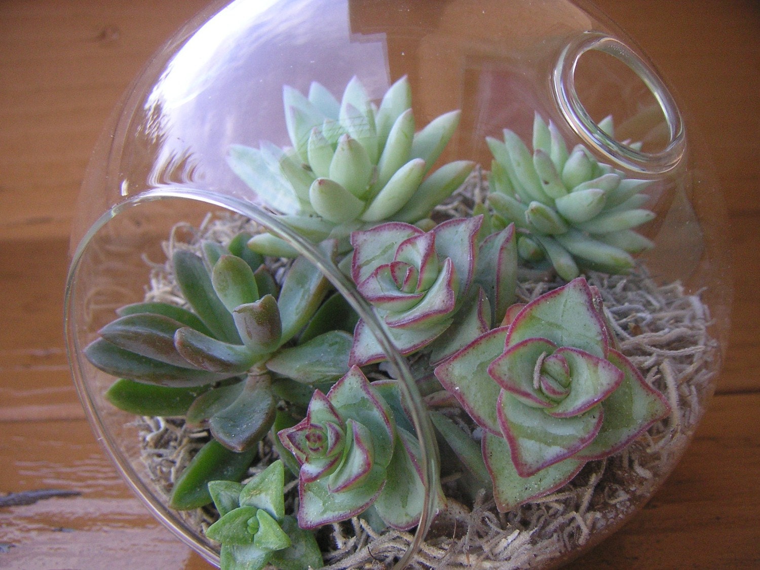 Succulent Terrarium Hanging Garden Glass Globe Orb, Urban Chic, Modern, Great Gift For Mothers Day, Centerpiece